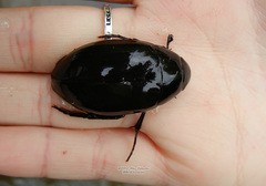 Hydrophilus aterrimus
