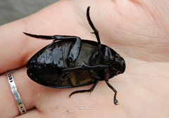 Hydrophilus aterrimus