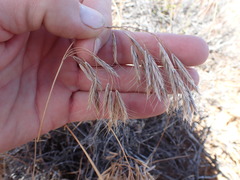 Bromus pectinatus