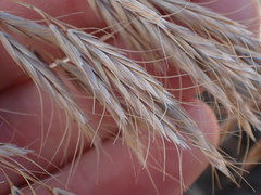 Bromus pectinatus