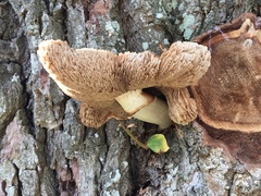Cyclocybe parasitica