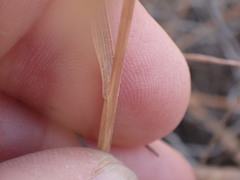 Bromus pectinatus