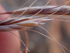 Bromus pectinatus