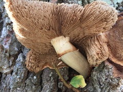 Cyclocybe parasitica