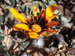 Gazania heterochaeta