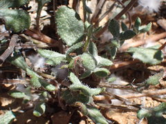 Gazania heterochaeta