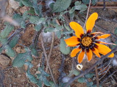 Gazania heterochaeta