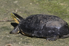 Southeast Asian Box Turtle photo 3
