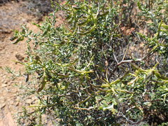 Melolobium candicans