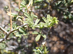 Melolobium candicans