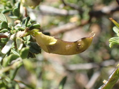 Melolobium candicans
