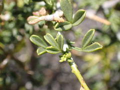 Melolobium candicans