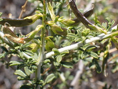 Melolobium candicans