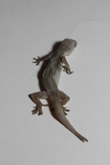 Hemidactylus frenatus