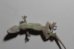 Hemidactylus frenatus