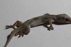 Hemidactylus frenatus