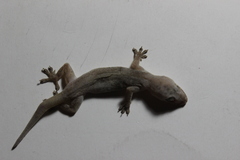 Hemidactylus frenatus
