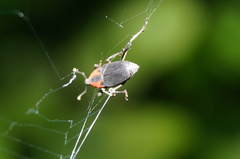 Rhodobaenus
