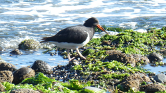 Haematopus leucopodus