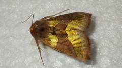 Diachrysia chrysitis