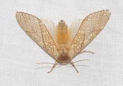 Lophocampa mixta