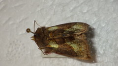 Diachrysia chrysitis