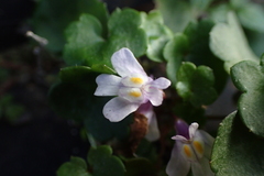Cymbalaria muralis
