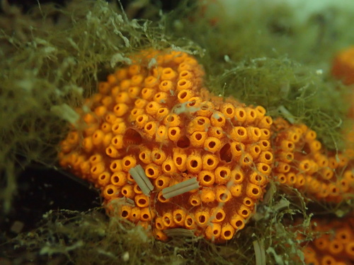 San Diego Sea Squirt, photo 6 of 9