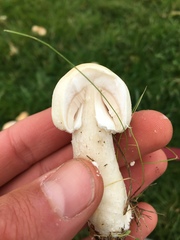 Agaricus smithianus