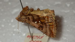 Autographa pulchrina