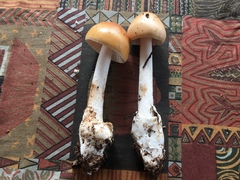 Amanita subnudipes