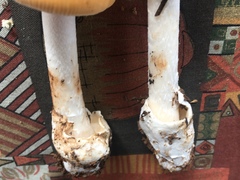 Amanita subnudipes