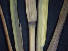 Echinochloa muricata microstachya