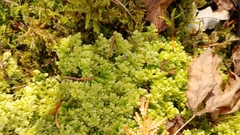 Trichocolea tomentella