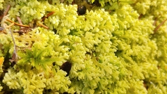 Trichocolea tomentella