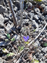 Gentianopsis ciliata