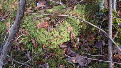 Trichocolea tomentella