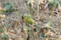 Spinus psaltria