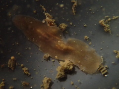Leptoplanoidea