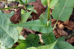 Bistorta amplexicaulis