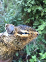 Neotamias ochrogenys