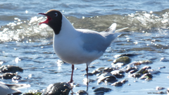 Chroicocephalus maculipennis