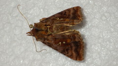 Autographa pulchrina