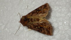 Autographa pulchrina