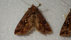 Autographa pulchrina