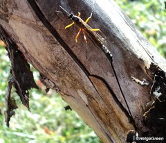 Ephialtes manifestator