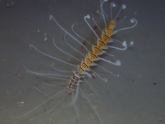 Amblyosyllis nigrolineata