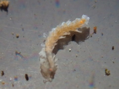 Amblyosyllis nigrolineata