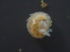 Amblyosyllis nigrolineata