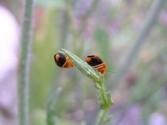 Strongylocoris amabilis
